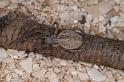 Phryganoporus_canididus_D3618_Z_90_Hamelin pool_Australie